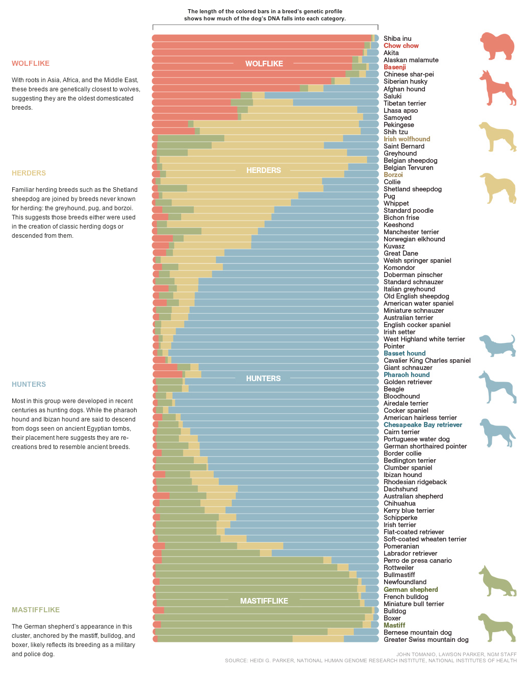 graphic of dog breeds split by genetic characteristics